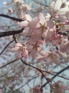 桜　１.jpg